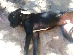 Cachorro raça Vira Lata idade 2 a 6 meses nome Lia