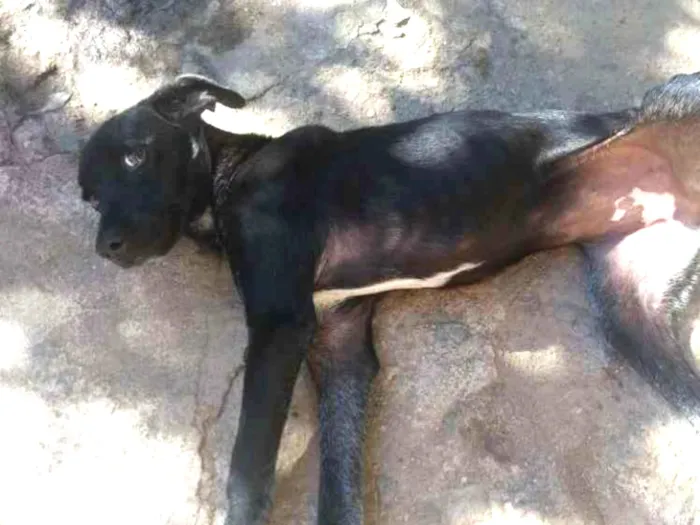 Cachorro ra a Vira Lata idade 2 a 6 meses nome Lia