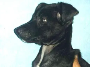 Cachorro raça SRD idade 2 a 6 meses nome Garnet