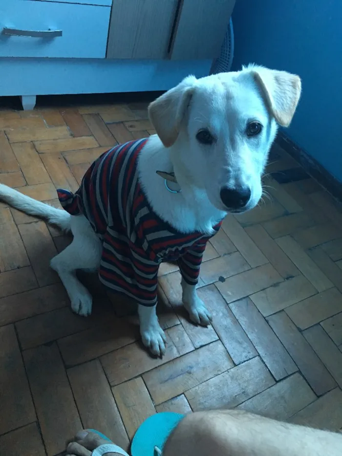 Cachorro ra a Labrador com vira lata idade 1 ano nome Shelby