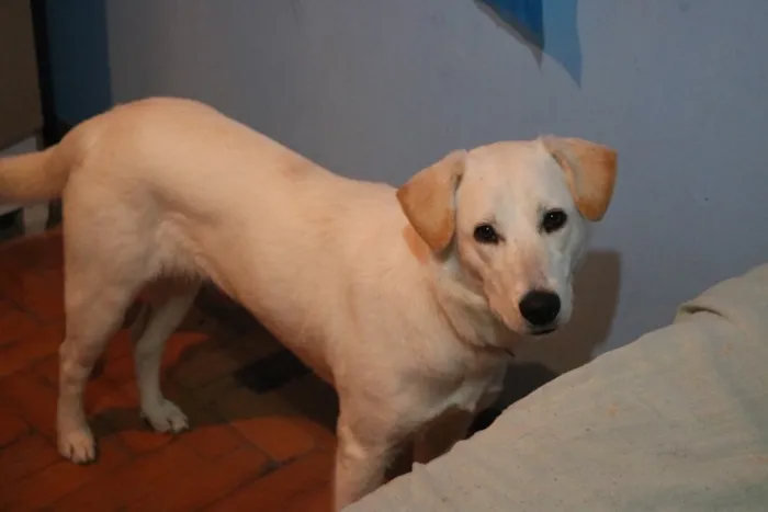 Cachorro ra a Labrador com vira lata idade 1 ano nome Shelby