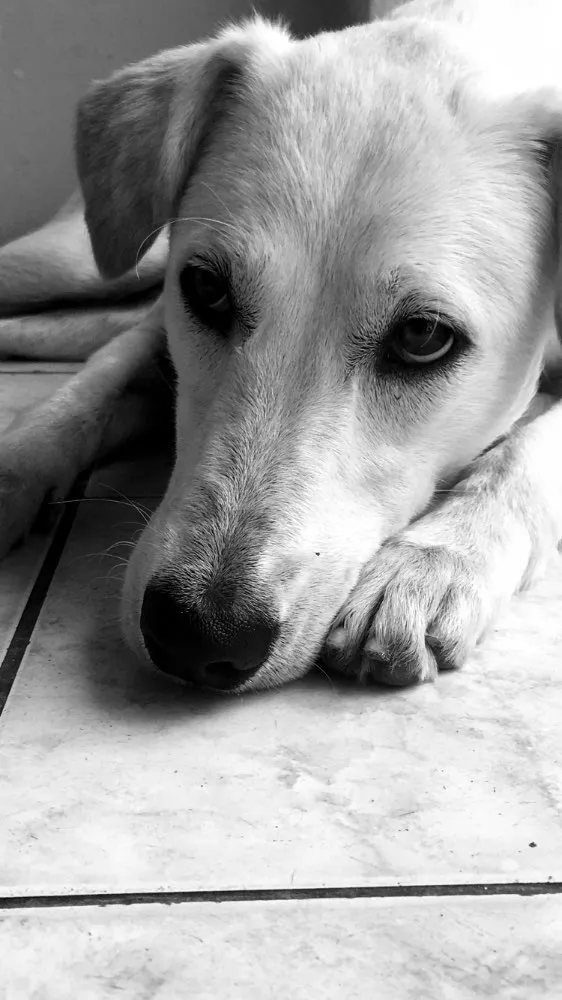 Cachorro ra a Labrador com vira lata idade 1 ano nome Shelby