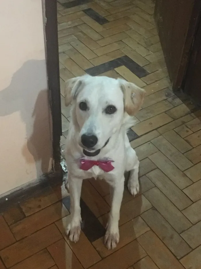 Cachorro ra a Labrador com vira lata idade 1 ano nome Shelby