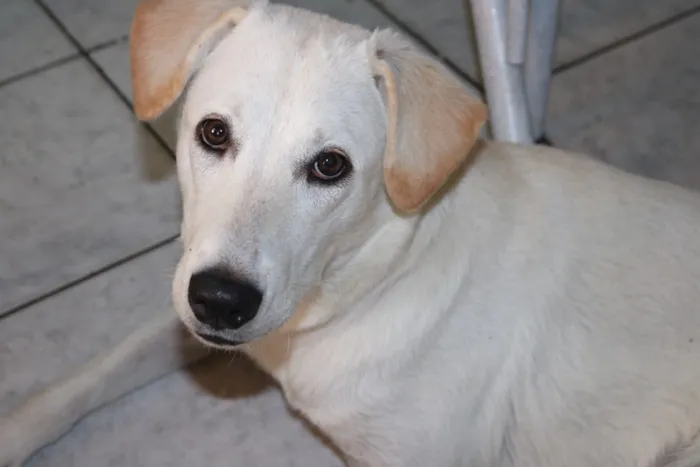 Cachorro ra a Labrador com vira lata idade 1 ano nome Shelby
