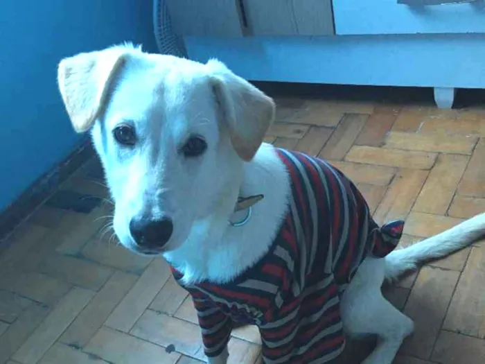 Cachorro ra a Labrador com vira lata idade 1 ano nome Shelby
