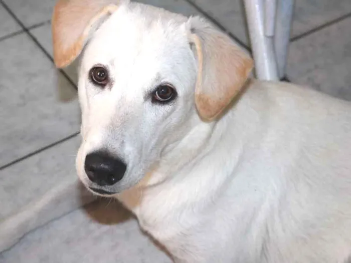Cachorro ra a Labrador com vira lata idade 1 ano nome Shelby