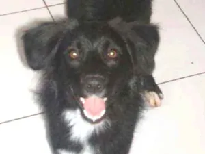 Cachorro raça border collie idade 2 a 6 meses nome Bela