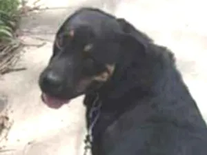 Cachorro raça Rotweiler  idade 6 ou mais anos nome Dragon