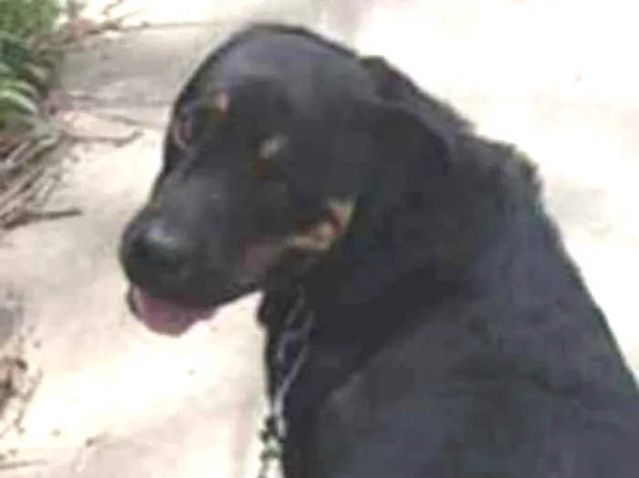 Cachorro ra a Rotweiler  idade 6 ou mais anos nome Dragon