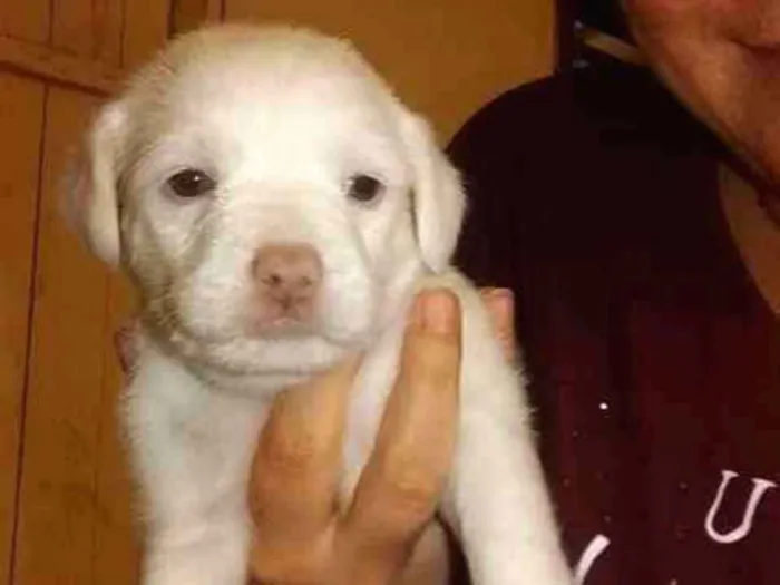 Cachorro ra a Vira lata idade Abaixo de 2 meses nome Sem nome ainda