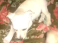 Mischa