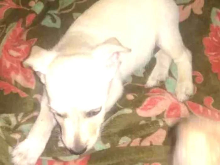 Cachorro ra a SRD idade 2 a 6 meses nome Mischa
