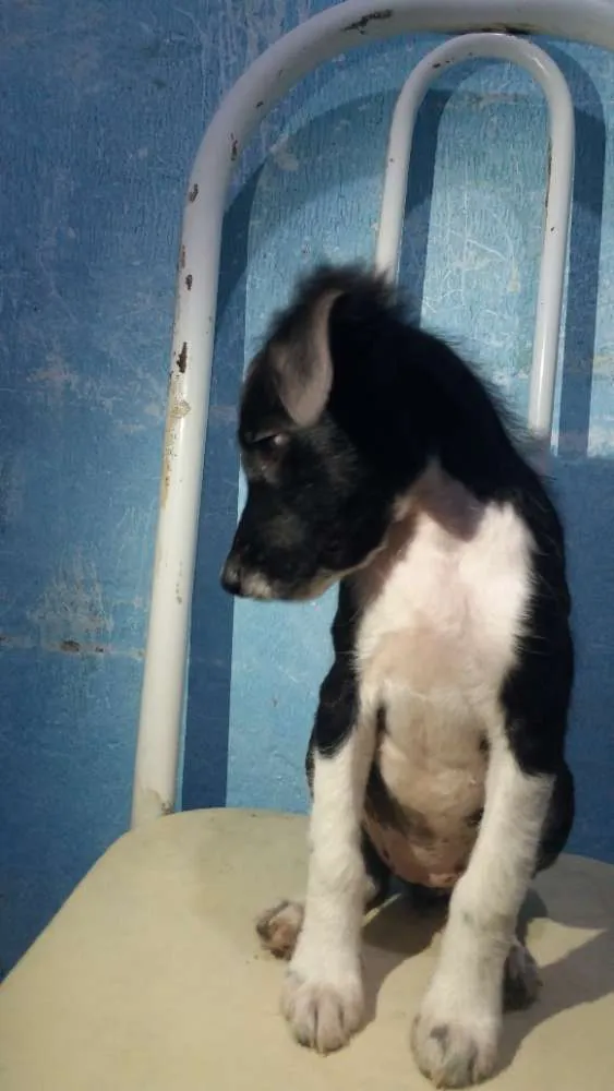 Cachorro ra a Srd idade 2 a 6 meses nome PEROLA