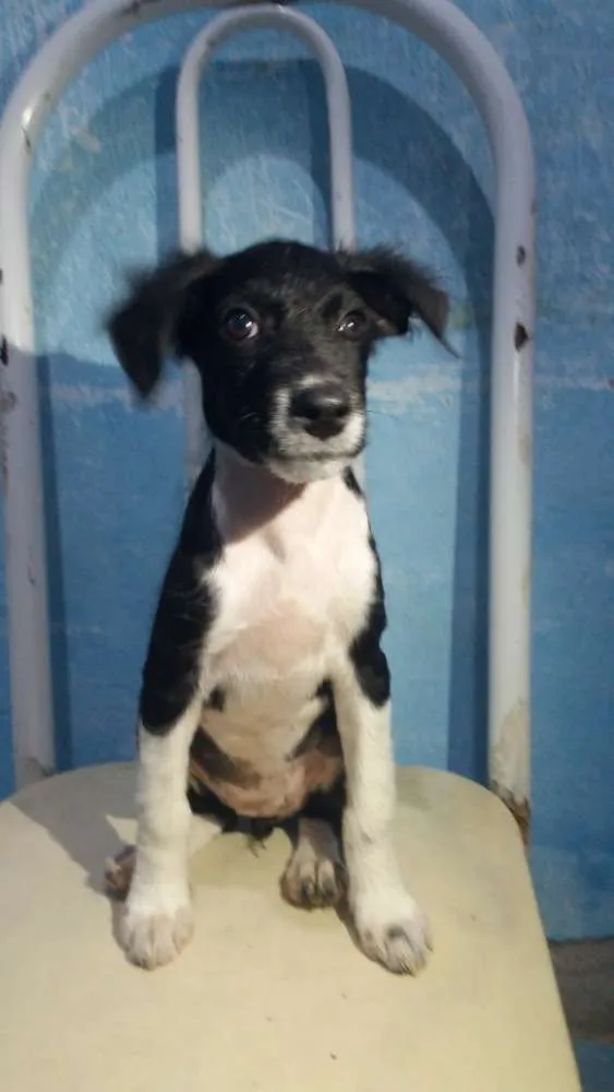 Cachorro ra a Srd idade 2 a 6 meses nome PEROLA