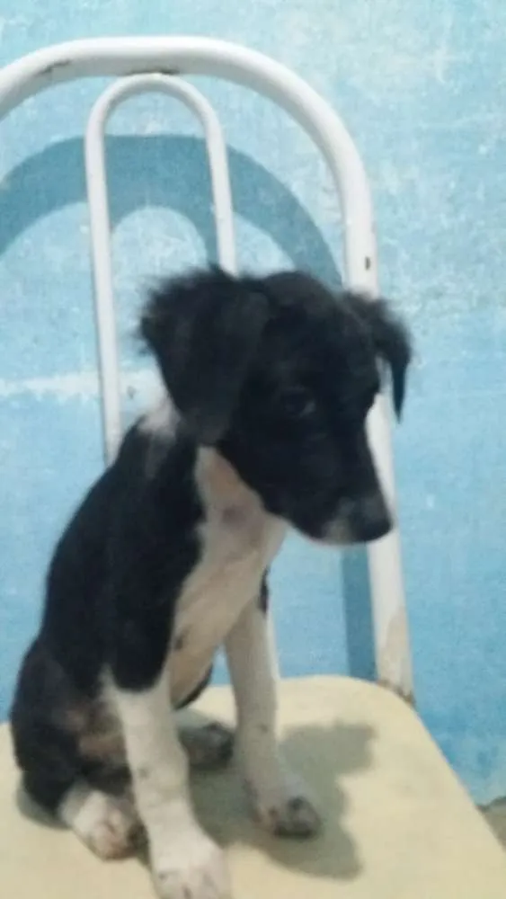 Cachorro ra a Srd idade 2 a 6 meses nome PEROLA