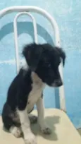 PEROLA