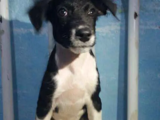 Cachorro ra a Srd idade 2 a 6 meses nome PEROLA