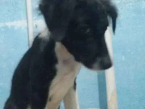 Cachorro ra a Srd idade 2 a 6 meses nome PEROLA