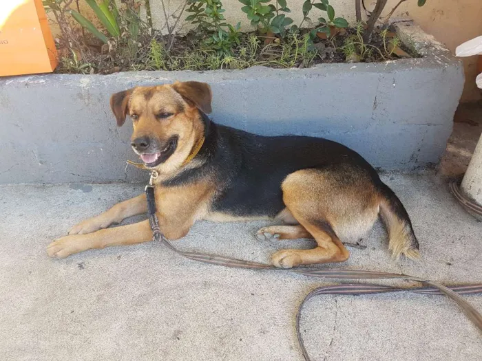 Cachorro ra a Pastor idade 2 anos nome Guerreiro