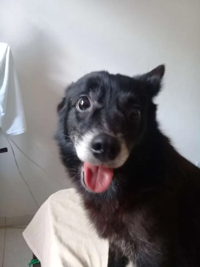 Cachorro ra a Srd idade 5 anos nome Sem nome