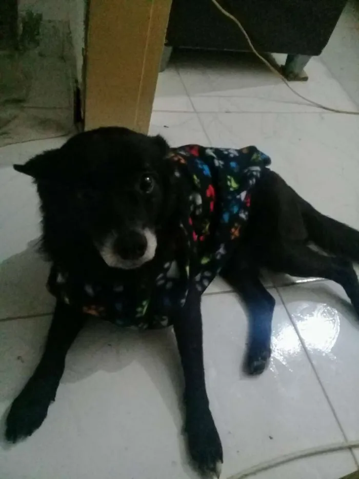 Cachorro ra a Srd idade 5 anos nome Sem nome