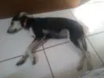 Bradogue