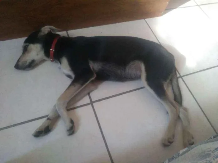 Cachorro ra a Misturador idade 7 a 11 meses nome Bradogue