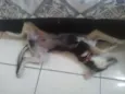 Bradogue