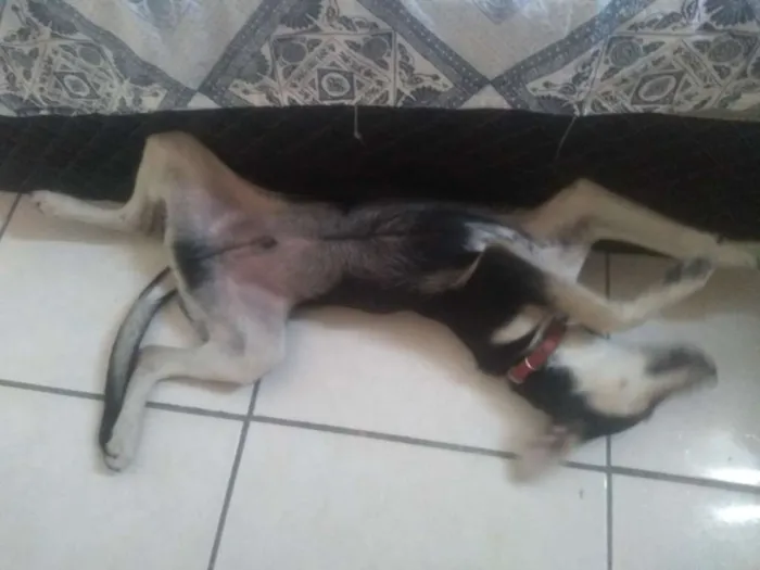 Cachorro ra a Misturador idade 7 a 11 meses nome Bradogue