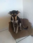 Bradogue