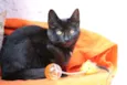 Tom Cat