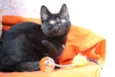 Tom Cat
