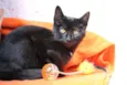 Tom Cat