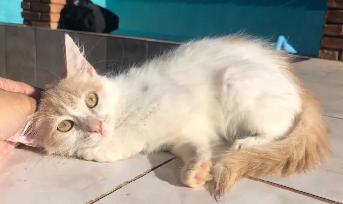 Gato ra a SRD idade 2 a 6 meses nome Nina