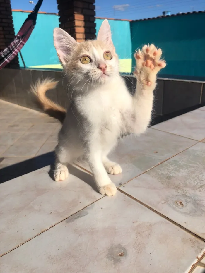 Gato ra a SRD idade 2 a 6 meses nome Nina