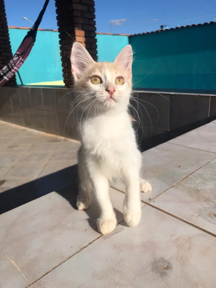 Gato ra a SRD idade 2 a 6 meses nome Nina