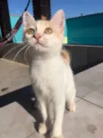 Nina