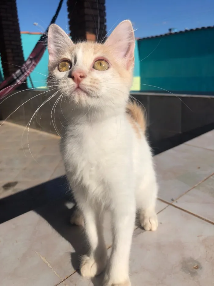 Gato ra a SRD idade 2 a 6 meses nome Nina