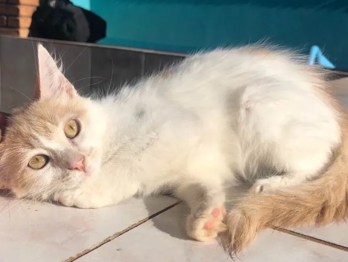 Gato ra a SRD idade 2 a 6 meses nome Nina