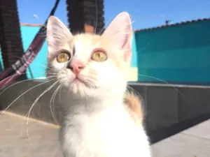 Gato raça SRD idade 2 a 6 meses nome Nina
