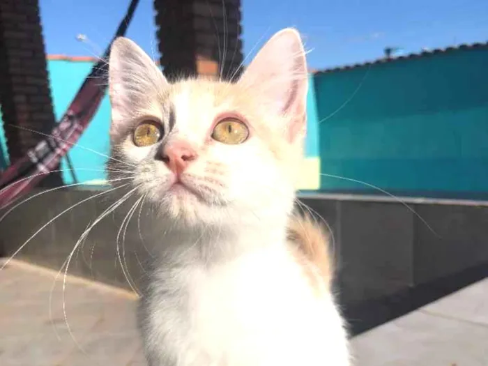 Gato ra a SRD idade 2 a 6 meses nome Nina