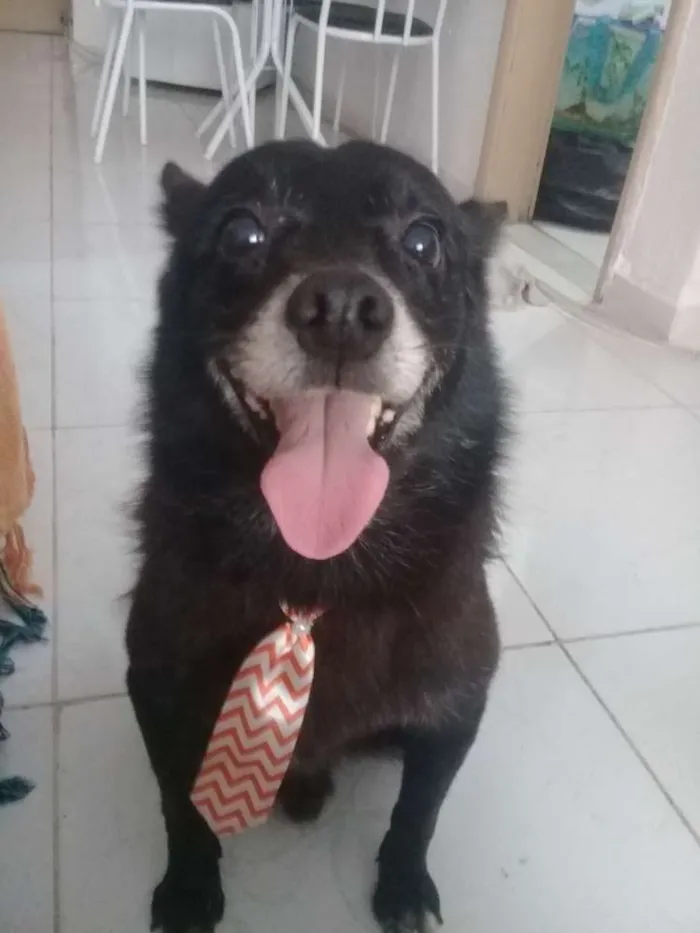 Cachorro ra a Srd idade 5 anos nome Sem nome