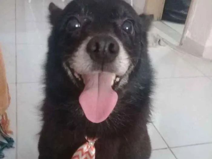 Cachorro ra a Srd idade 5 anos nome Sem nome