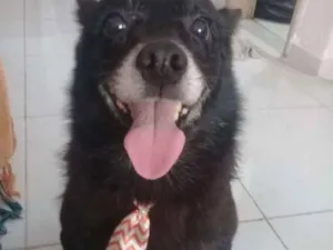 Cachorro raça Srd idade 5 anos nome Sem nome
