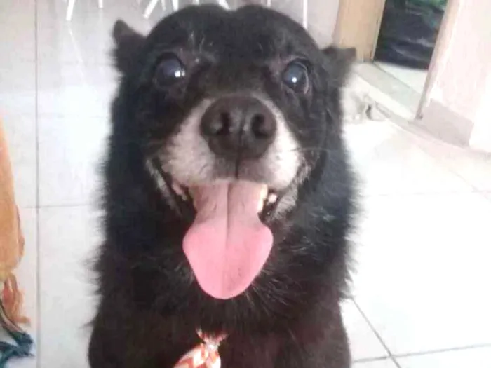 Cachorro ra a Srd idade 5 anos nome Sem nome