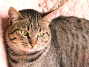Gato raça SRD idade 7 a 11 meses nome Lucy
