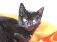 Tom Cat