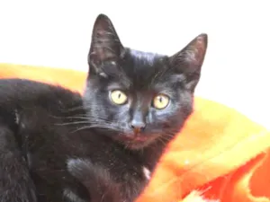 Gato raça SRD idade 2 a 6 meses nome Tom Cat