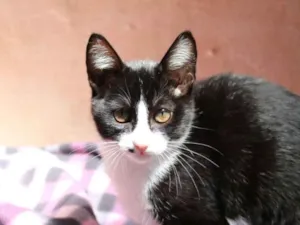 Gato raça SRD idade 2 a 6 meses nome Cindy
