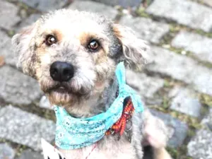 Cachorro raça SRD idade 1 ano nome Doug